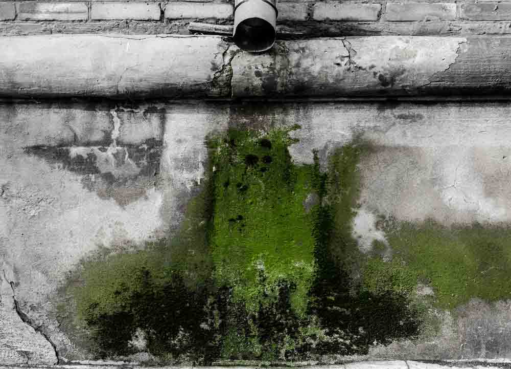 mold in walls and near pipes